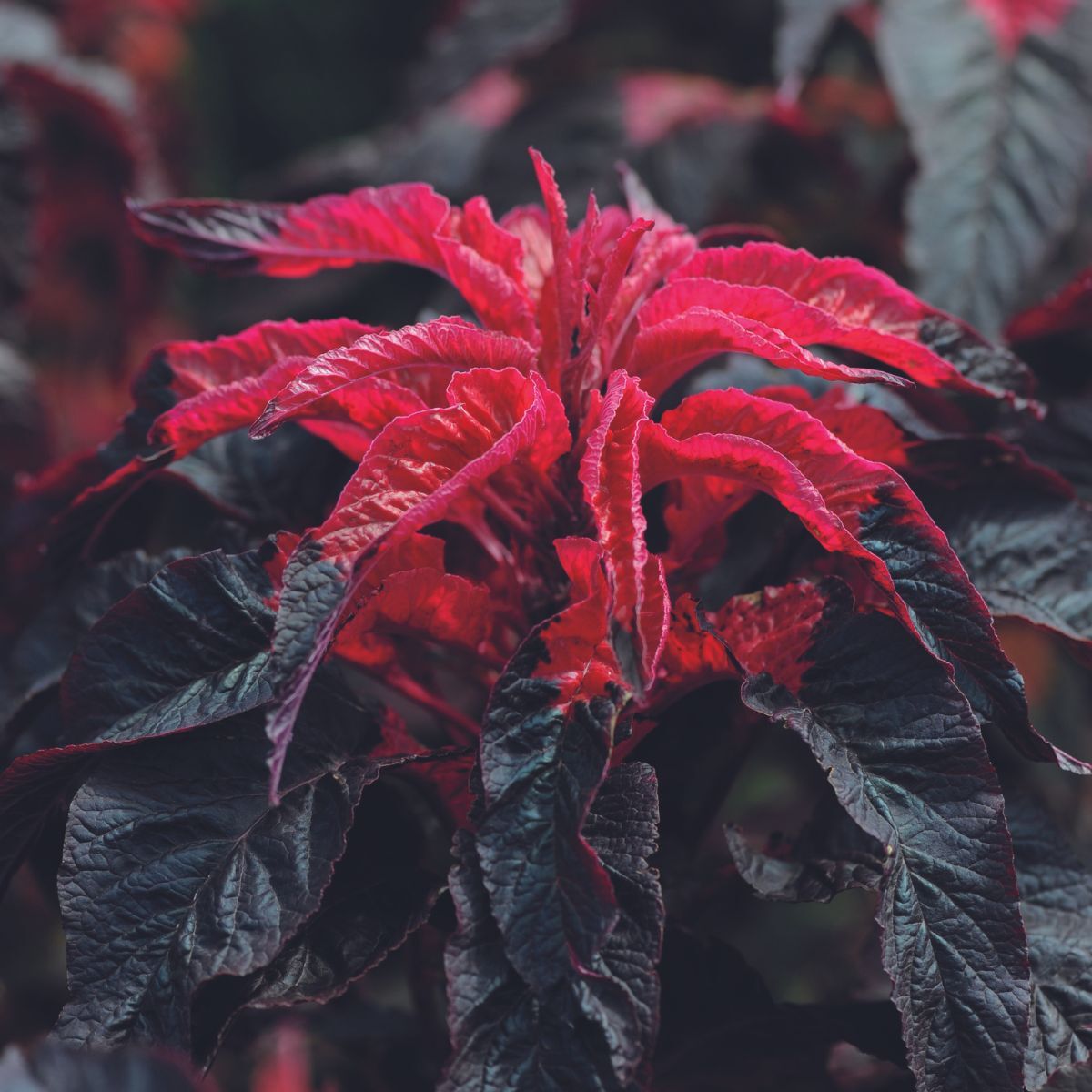 Amaranthus Molten Fire Seeds - Vibrant Red & Orange Flowering Plant for Dramatic Garden Displays