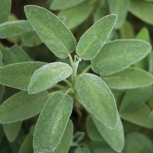 Broadleaf Sage Herb Seeds for Planting – Heirloom, Non-GMO, Easy to Grow, Perennial