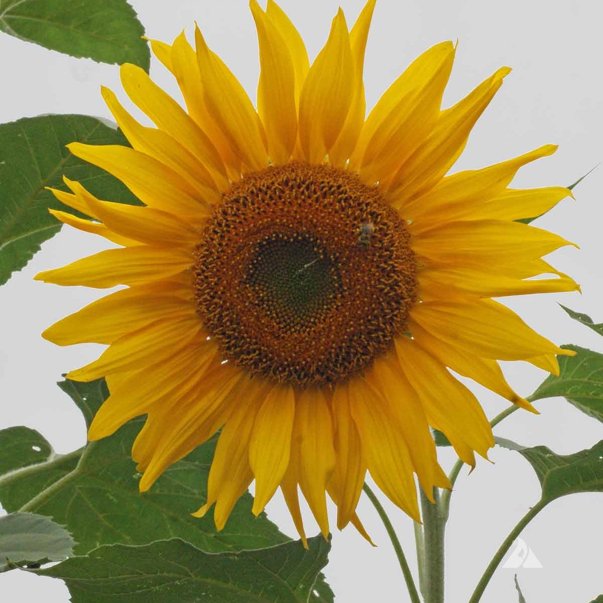 Dwarf Grey Stripe Sunflower Seeds