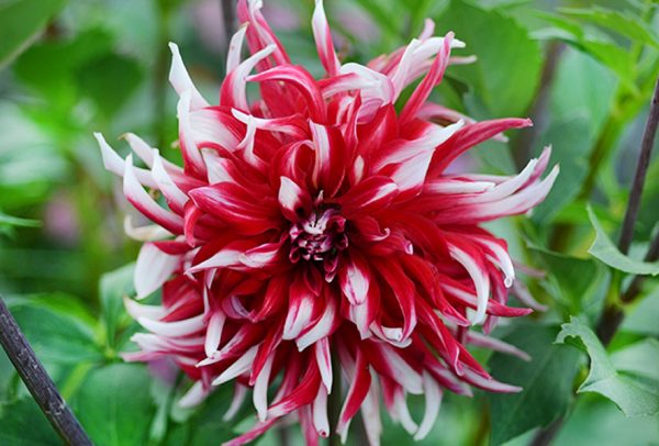 Cactus Dahlia Flower Seeds