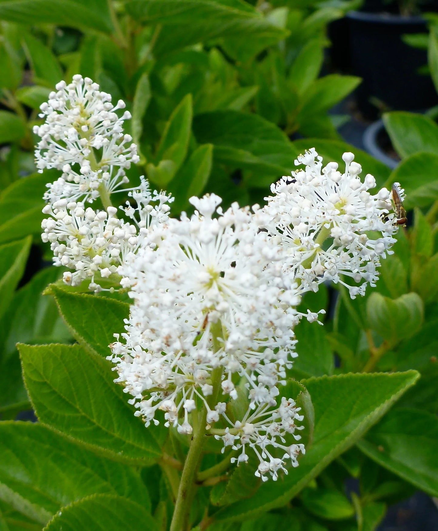 New Jersey Tea Shrub Seeds