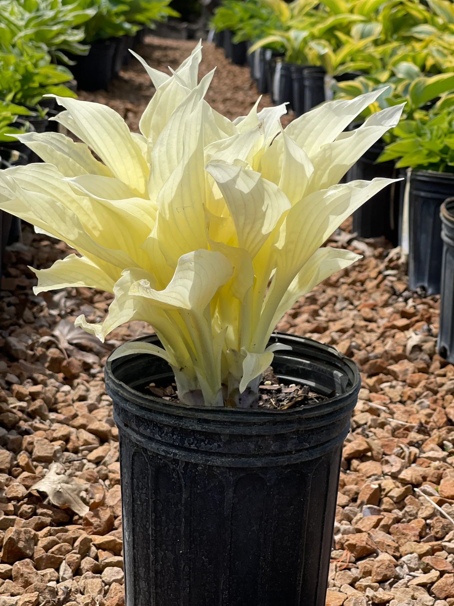 White Feather Hosta Plant Seeds