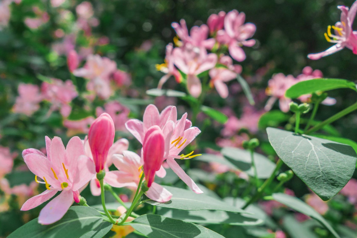Etruscan Honeysuckle Herb Seeds