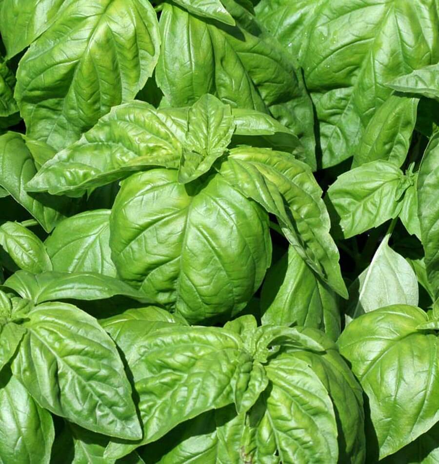 Lettuce Leaf Basil Herb Seeds