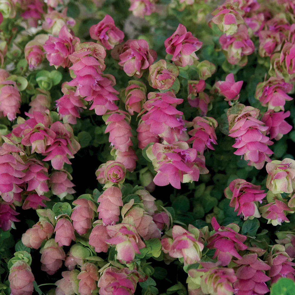 Ornamental Oregano Flower Seeds