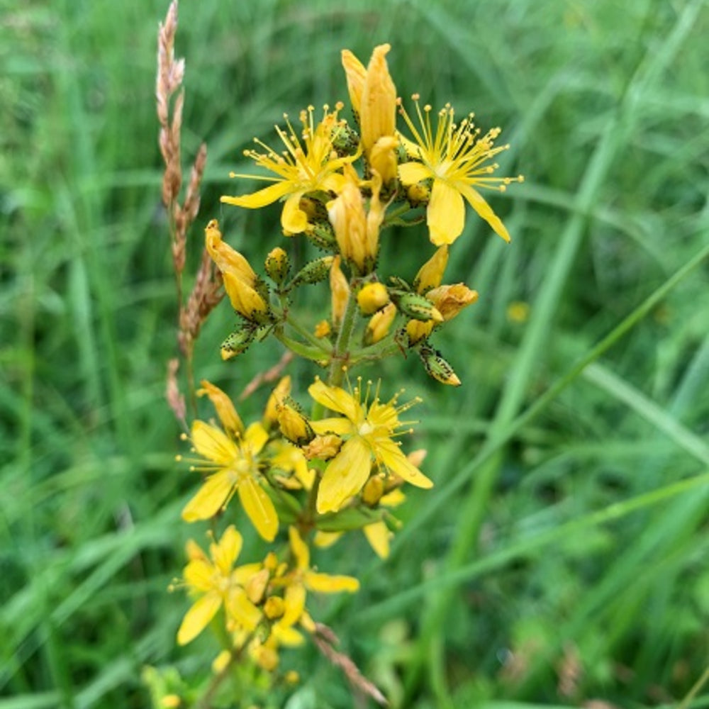 Hairy St John's Wort Flower Seeds