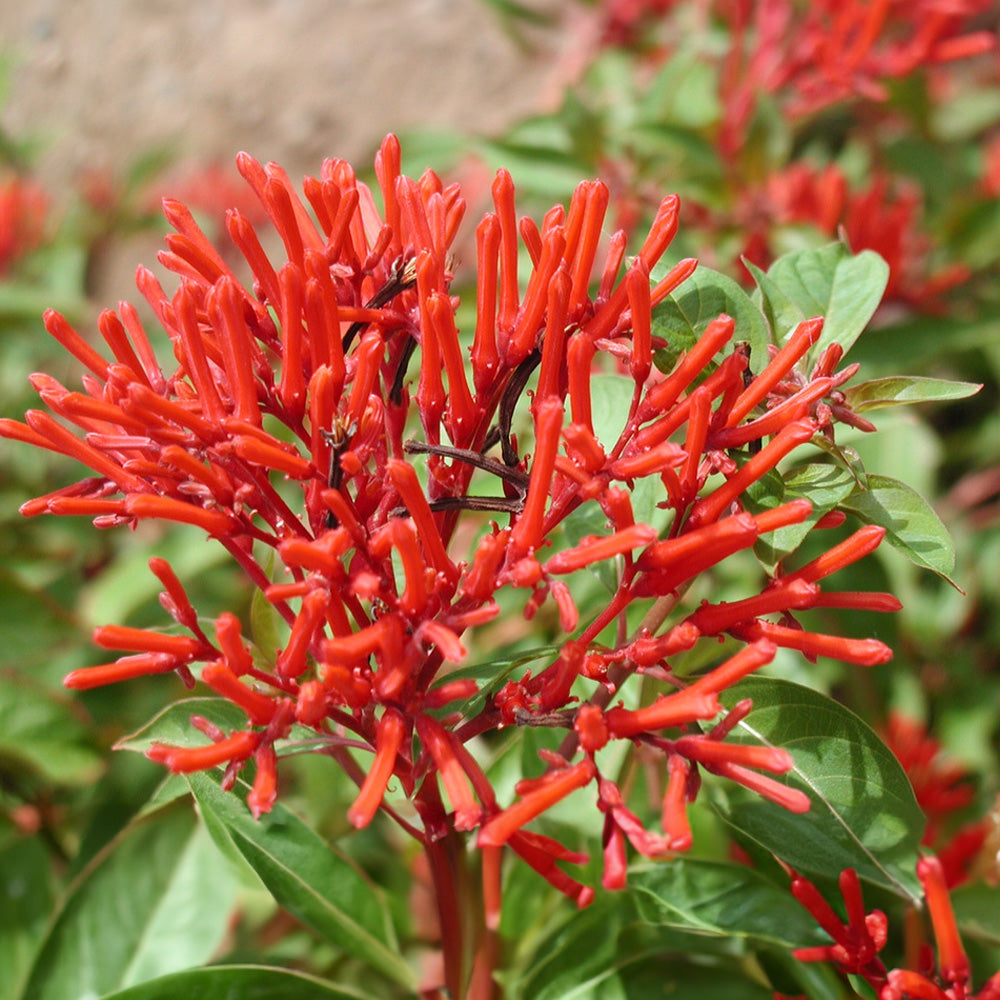 fragrant flower seeds for sale Hamelia Patens Flower seeds for Planting Fragrant Bloss