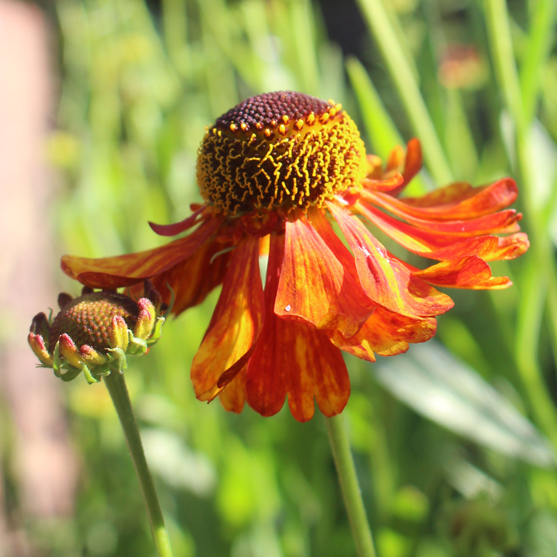 Helenium Sneezeweed Flower Seeds