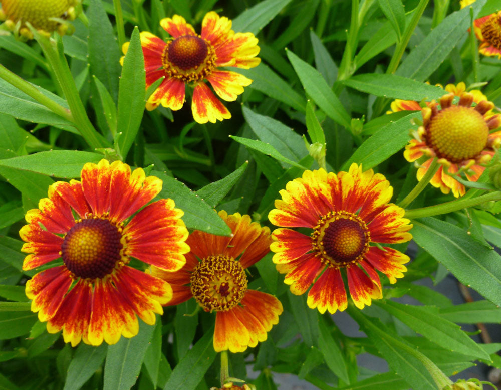Helenium Flower seeds for Planting Bright Blooms Heirloom & GMO Free Seeds for Home Garden