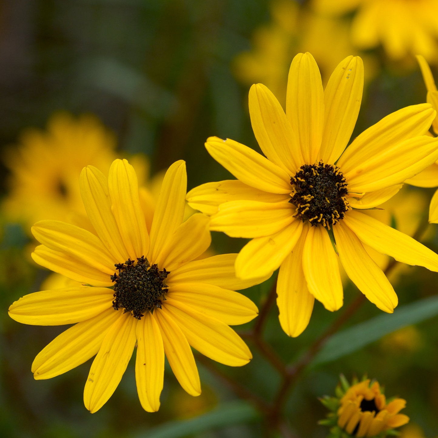 Swamp Sunflower Seeds