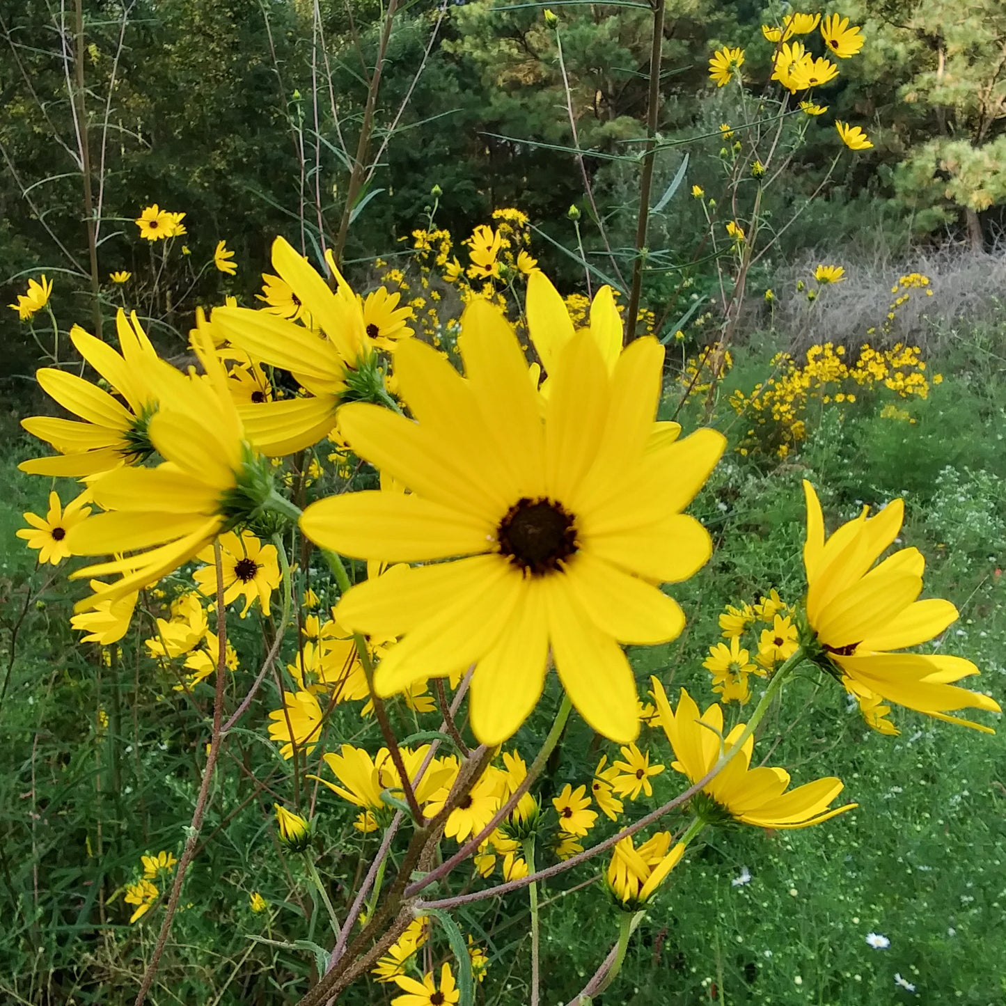 Swamp Sunflower Seeds