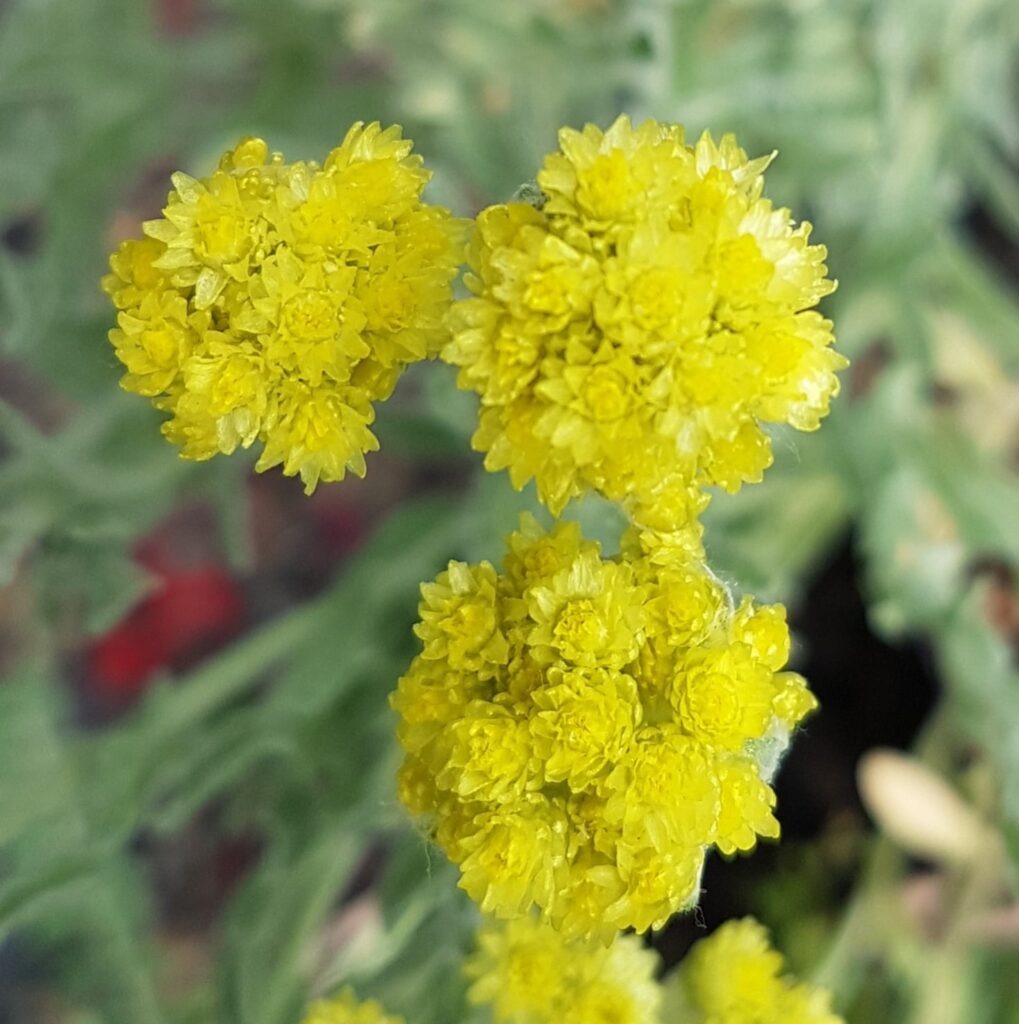 Helichrysum Arenarium Flower Seeds
