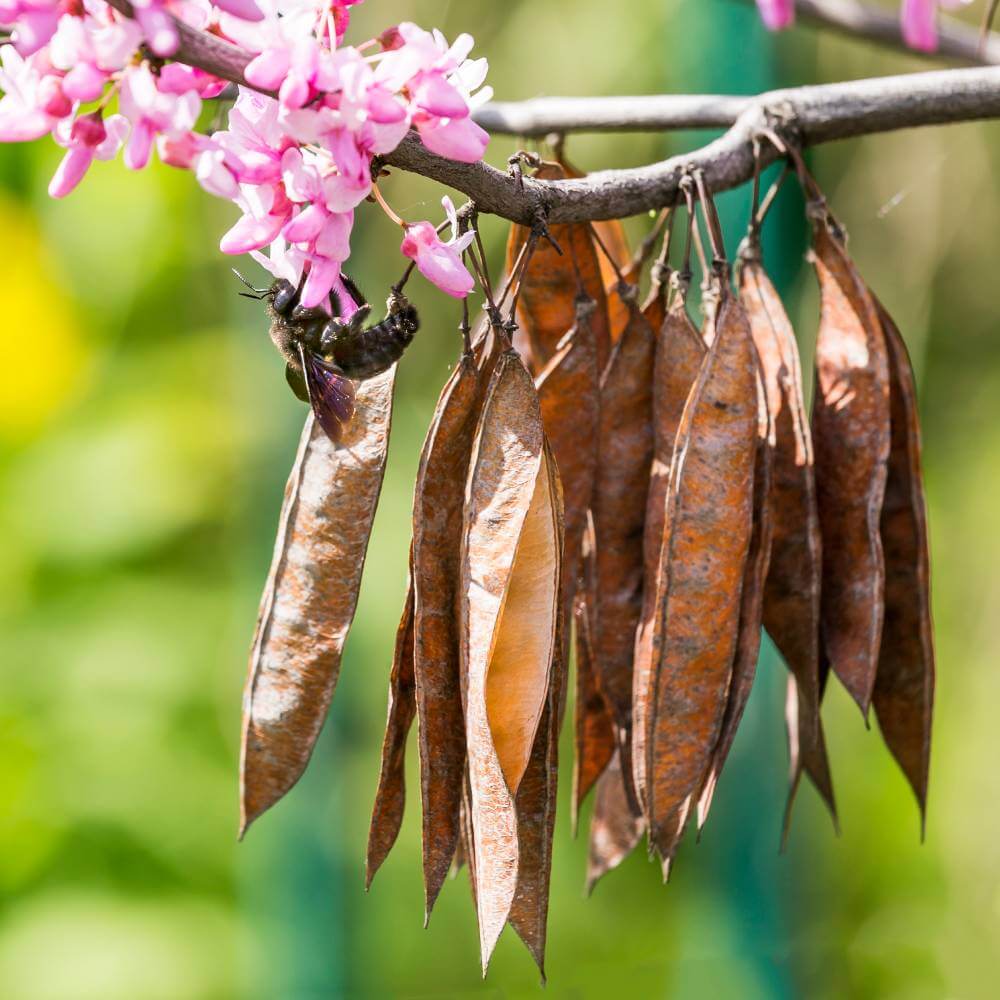 plant redbud seeds Cercis Canadensis (Eastern Redbud) Tree Seeds for Planting – Heirloom, – Pure Asia Seeds