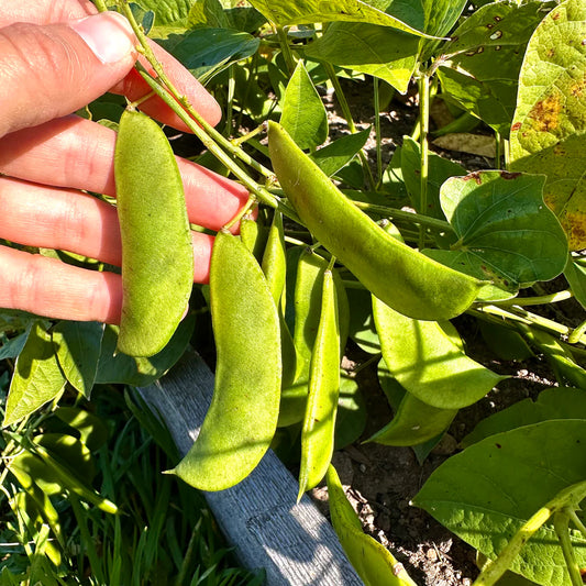 Lima Bean (Phaseolus lunatus) Vegetable Seeds for Planting – Heirloom, Non-GMO, Annual, Easy to Grow
