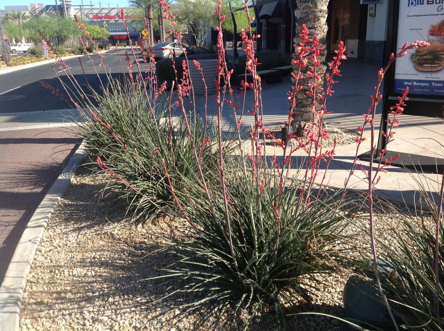 Hesperaloe Parviflora Flower Seeds