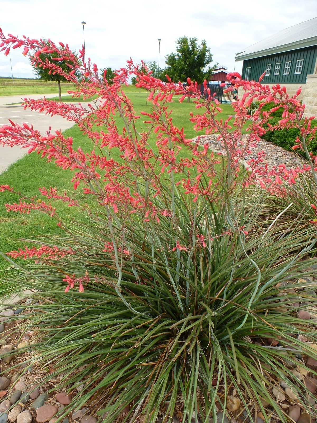 Hesperaloe Parviflora Flower Seeds