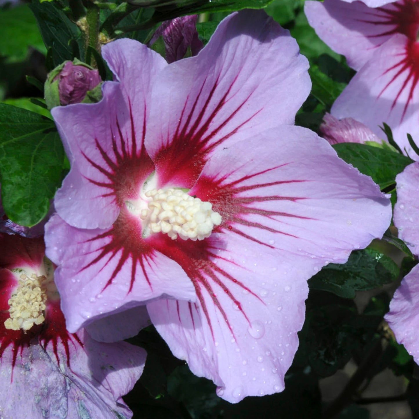 Mixed Colors Rose Mallow Hibiscus Moscheutos Flower Seeds