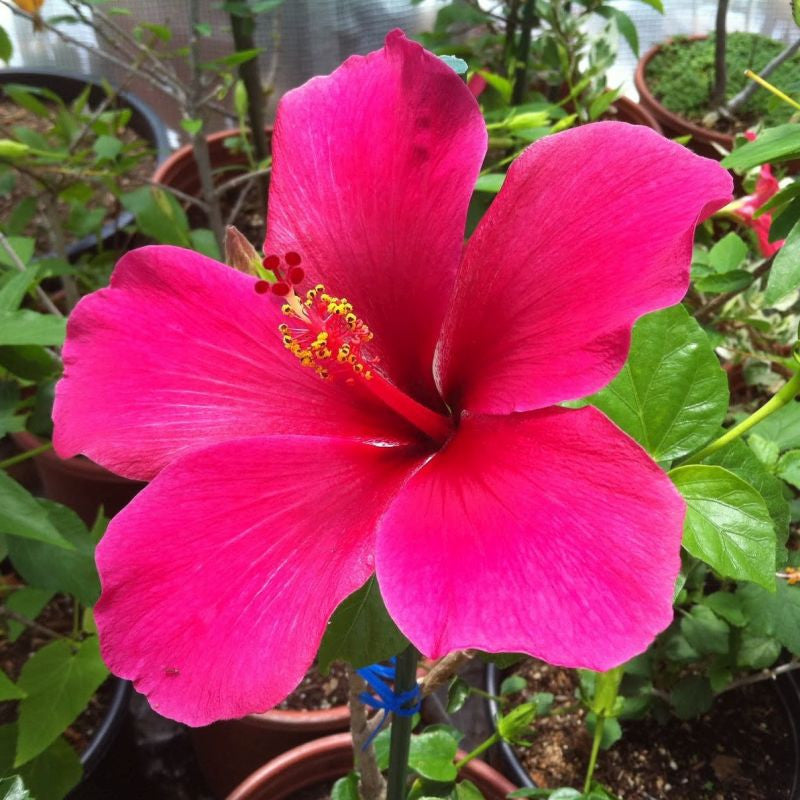 Thick Pink Hibiscus Flower seeds for Planting - Cottage Garden Essential, Heirloom & GMO Free Seeds for Home Garden
Sale for planting in home garden.