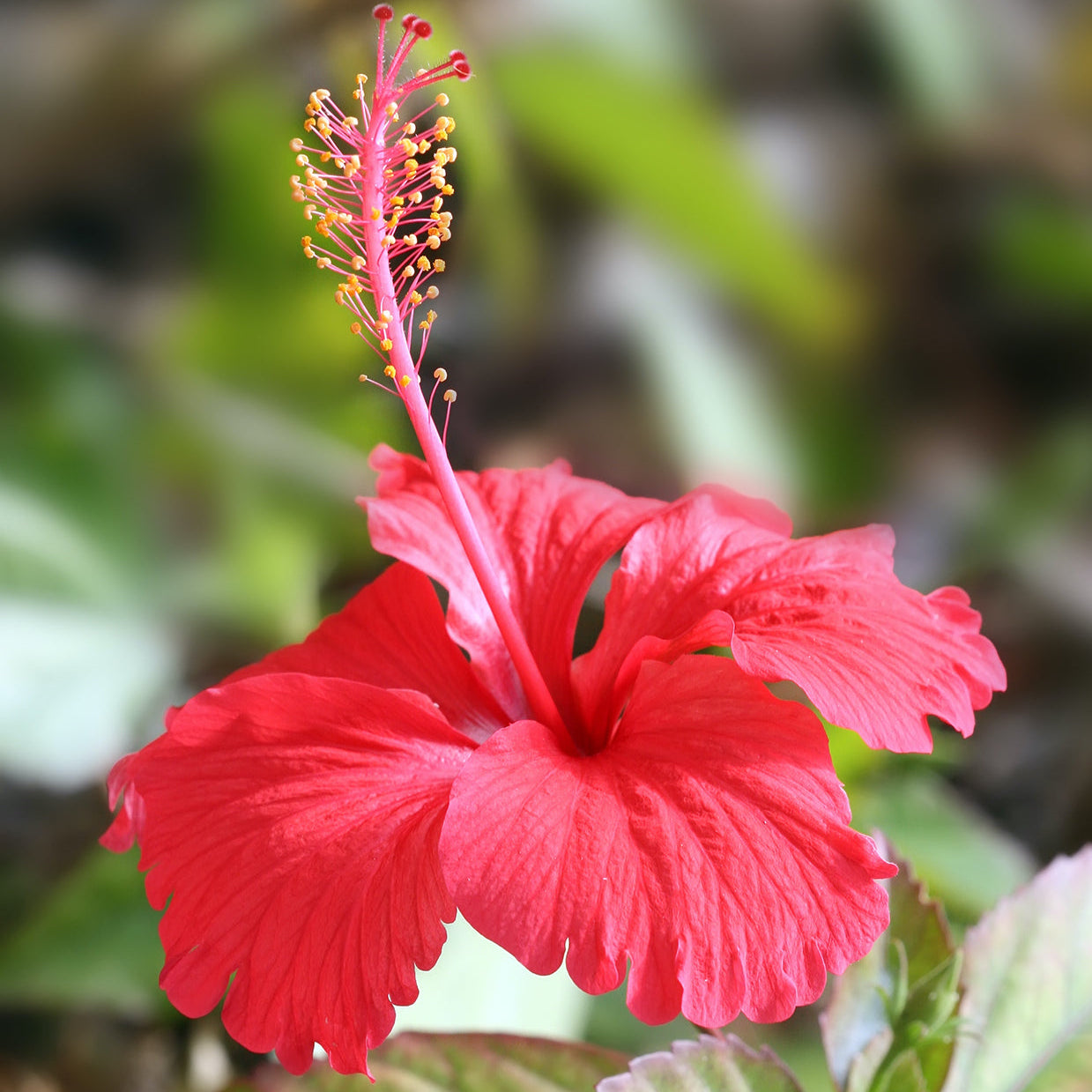 Hibiscus Flower Seeds