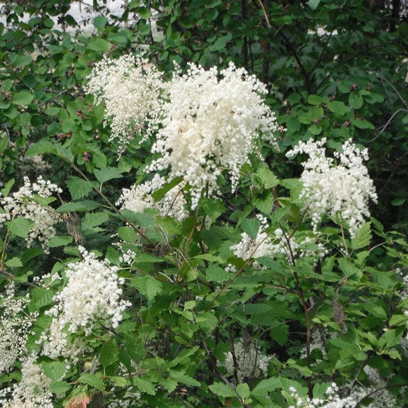Holodiscus Discolor Flower Seeds