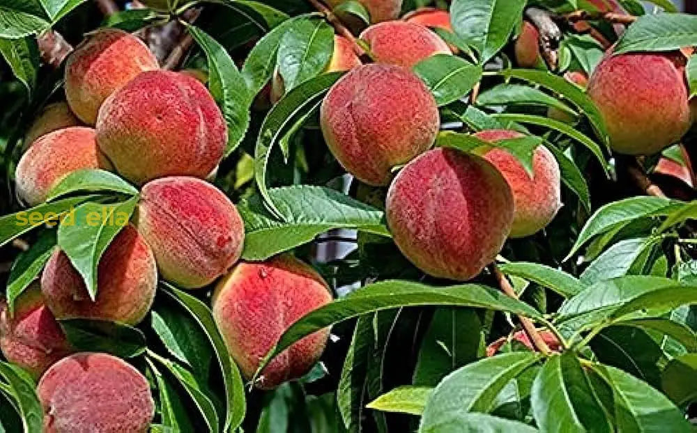 Red Aadoo Fruit Seeds for Planting | Grow Delicious Homegrown Fruits