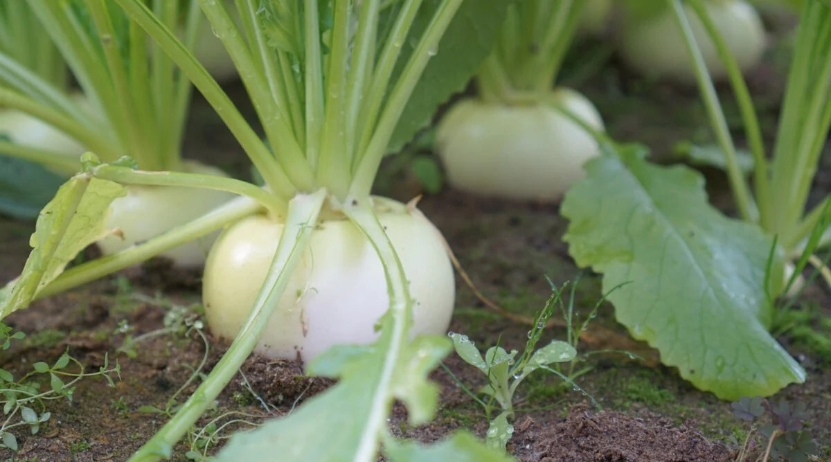 Hakurei Hybrid Japanese Turnip Seeds