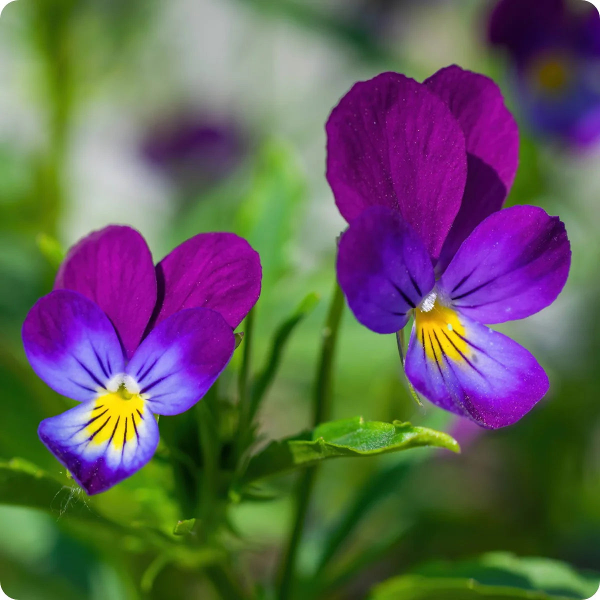 Pansy Violet Flower Seeds