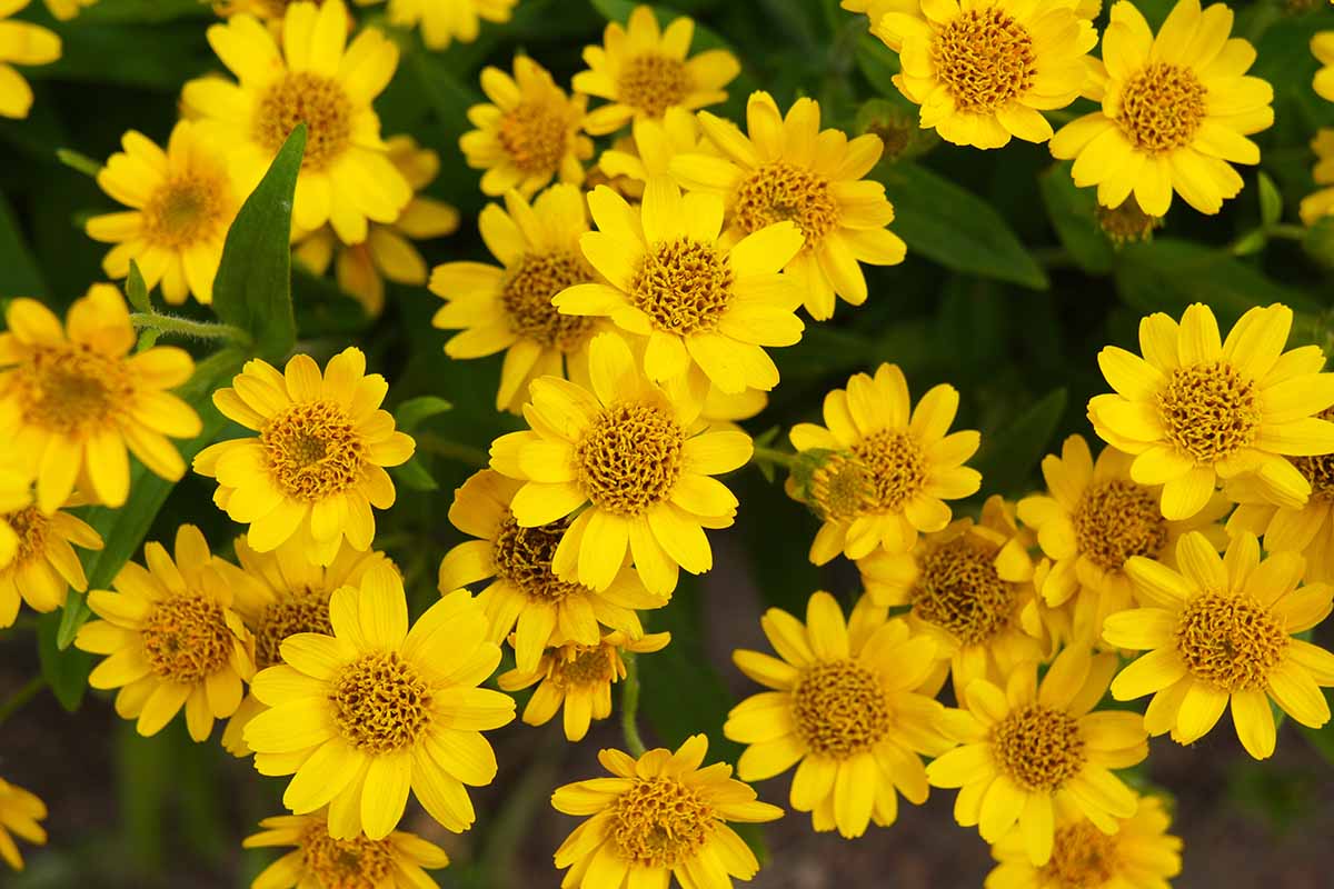 Fresh Arnica Flower seeds for Planting - Bright Blooms, Heirloom & GMO Free Seeds for Home Garden