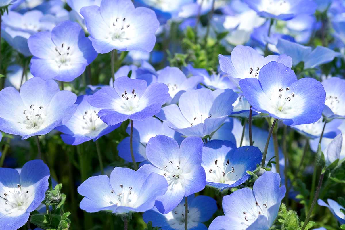 Baby Blue Eyes Flower Seeds