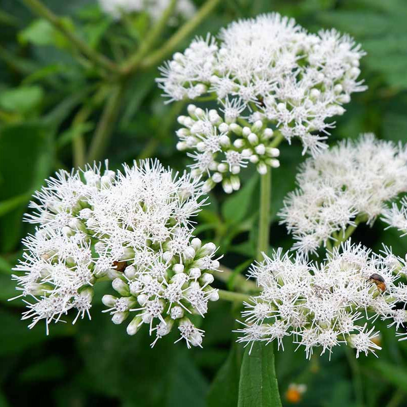 Boneset Flower Seeds (Eupatorium Perfoliatum)