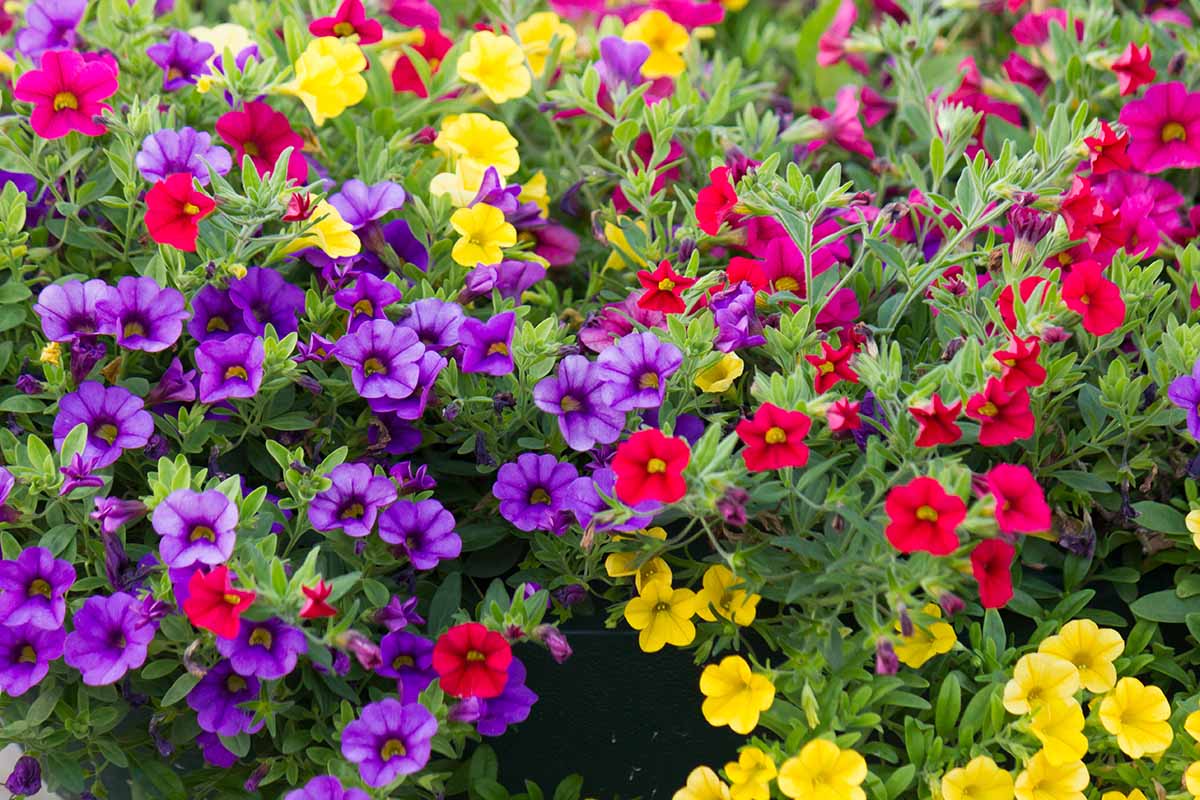 Calibrachoa Flower Seeds
