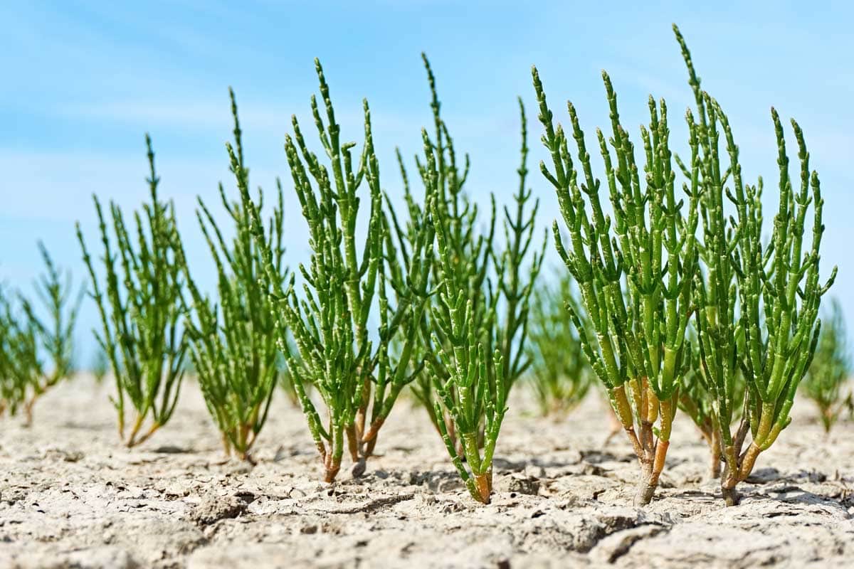 Graines de légumes de salicorne