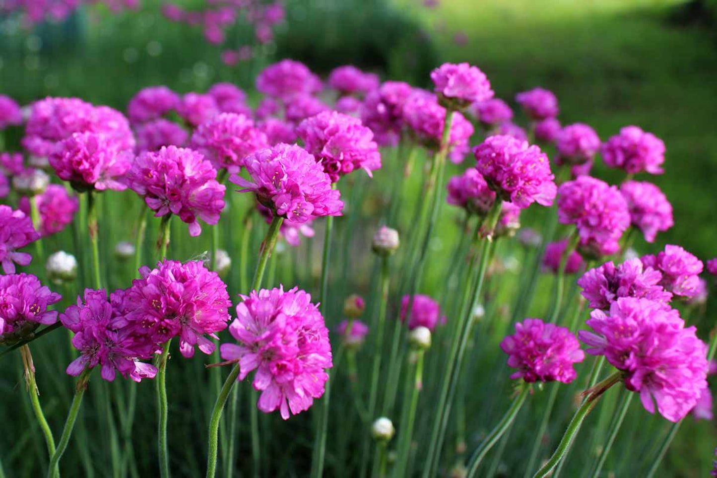 Semillas de flores de Armeria Maritima