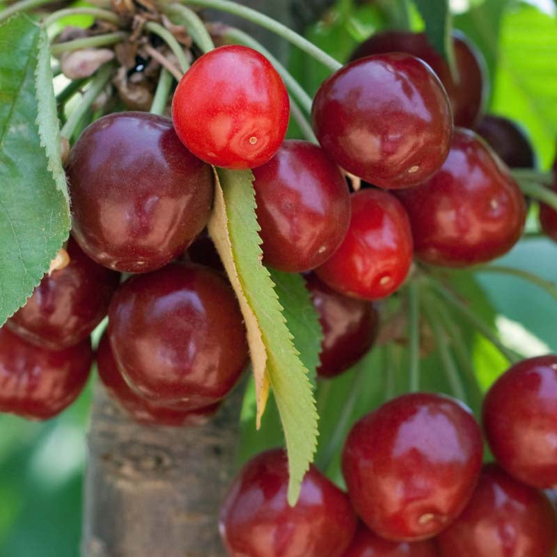 Rainier Cherry Fruit Seeds for Planting – Heirloom, Non-GMO, Sweet Flavor, Fruit Tree