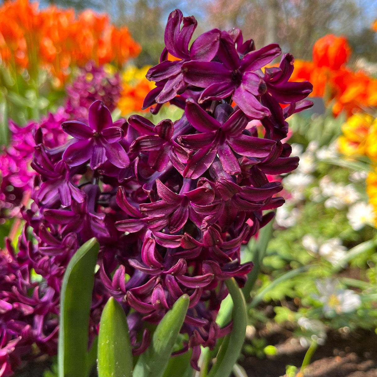 Burgundy Hyacinth Flower seeds for Planting - Cottage Garden Essential, Heirloom & GMO Free Seeds for Home Garden
Sale seeds for planting in home garden