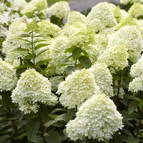 Hydrangea Paniculata Flower Seeds