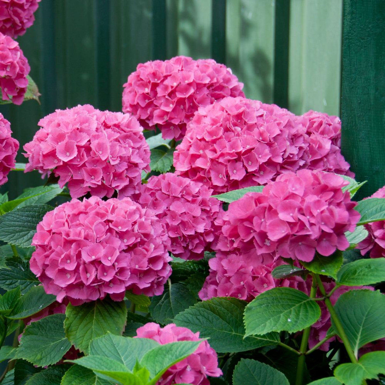 Hydrangea Macrophylla Flower Seeds