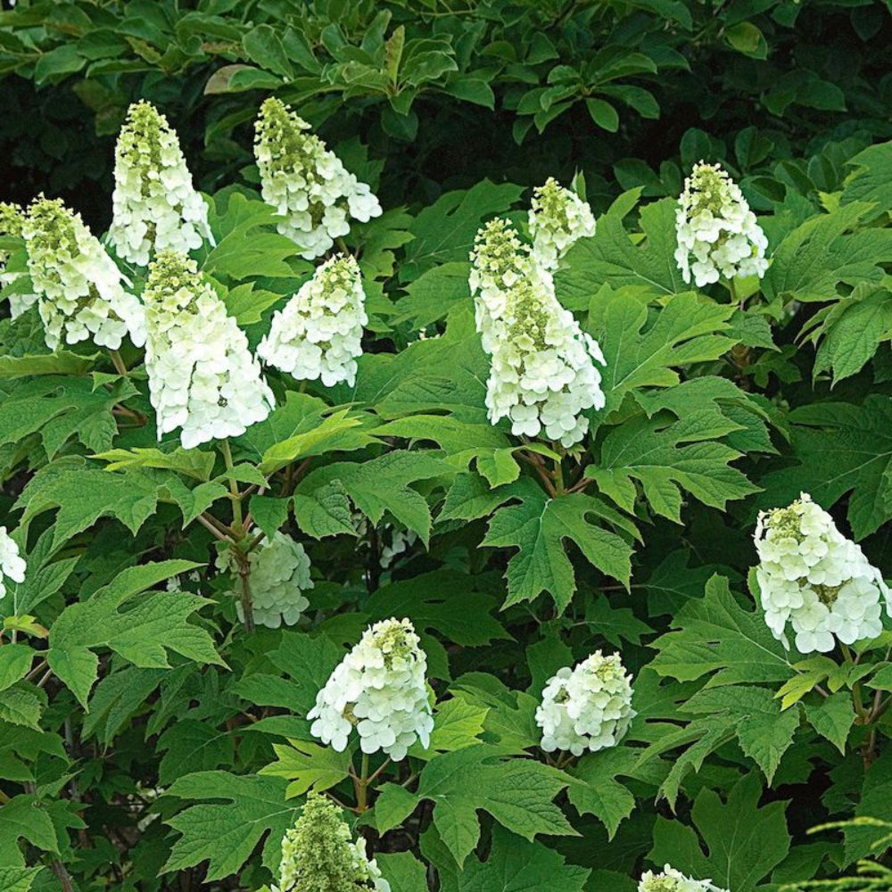 Graines de fleurs d'Hydrangée Oakleaf