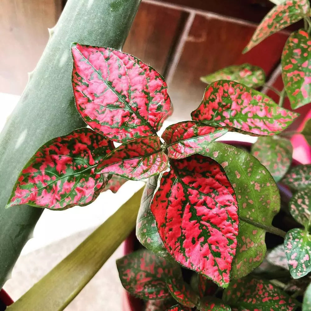 Red Hypoestes Flower seeds for Planting Hardy Variety Heirloom & GMO Free Seeds for Home Garden
Sale seeds for home garden planting