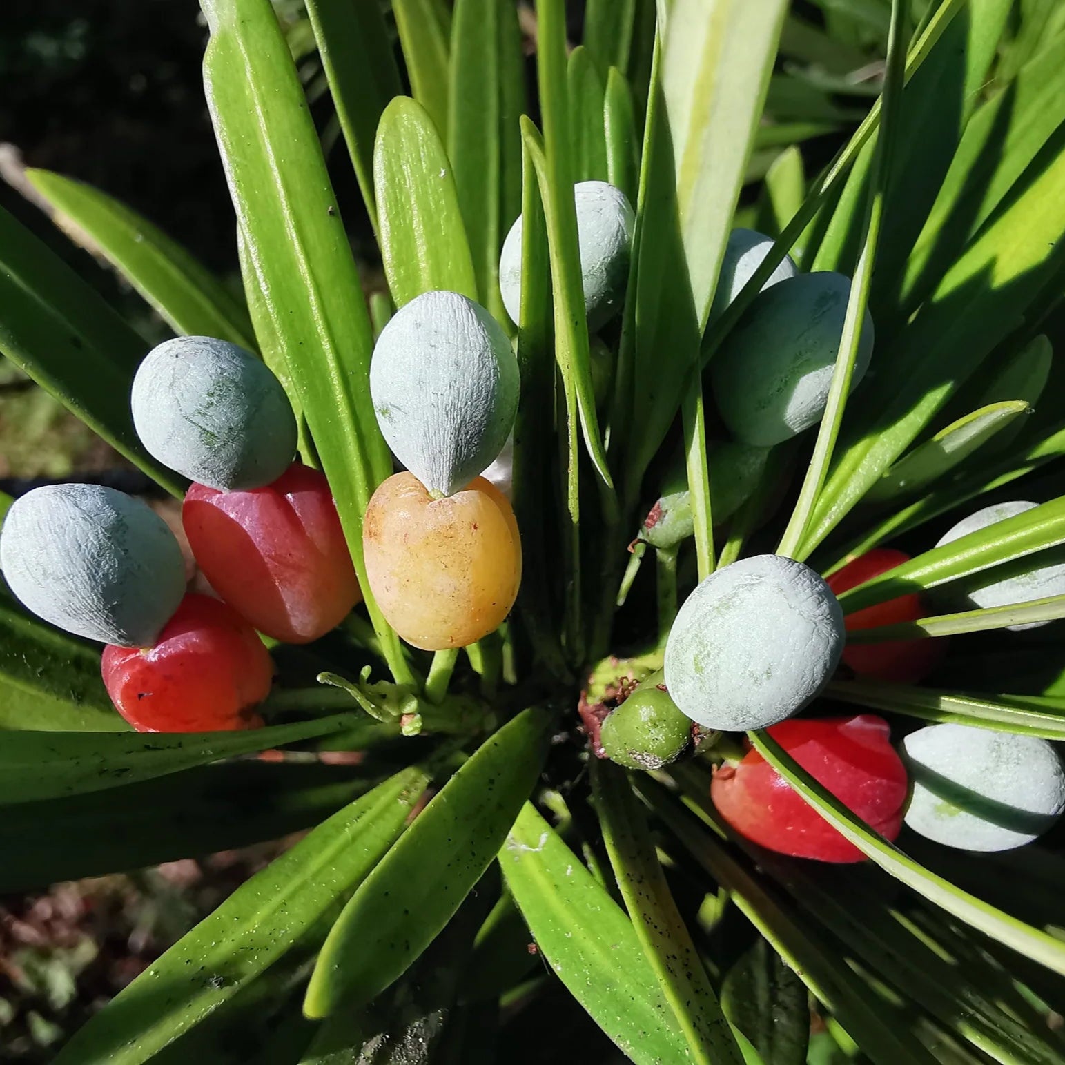 plant fruit seeds Podocarpus Macrophyllus Fruit Seeds – Heirloom, Non-GMO, Easy to Grow, – Pure Asia Seeds