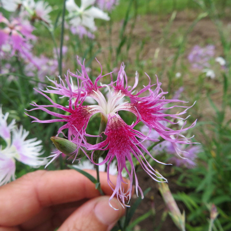 Dianthus Rainbow Loveliness Flower Seeds