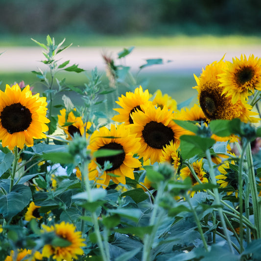 Black Oil Sunflower Seeds for Planting – Heirloom, Non-GMO, Easy to Grow, Annual Blooms