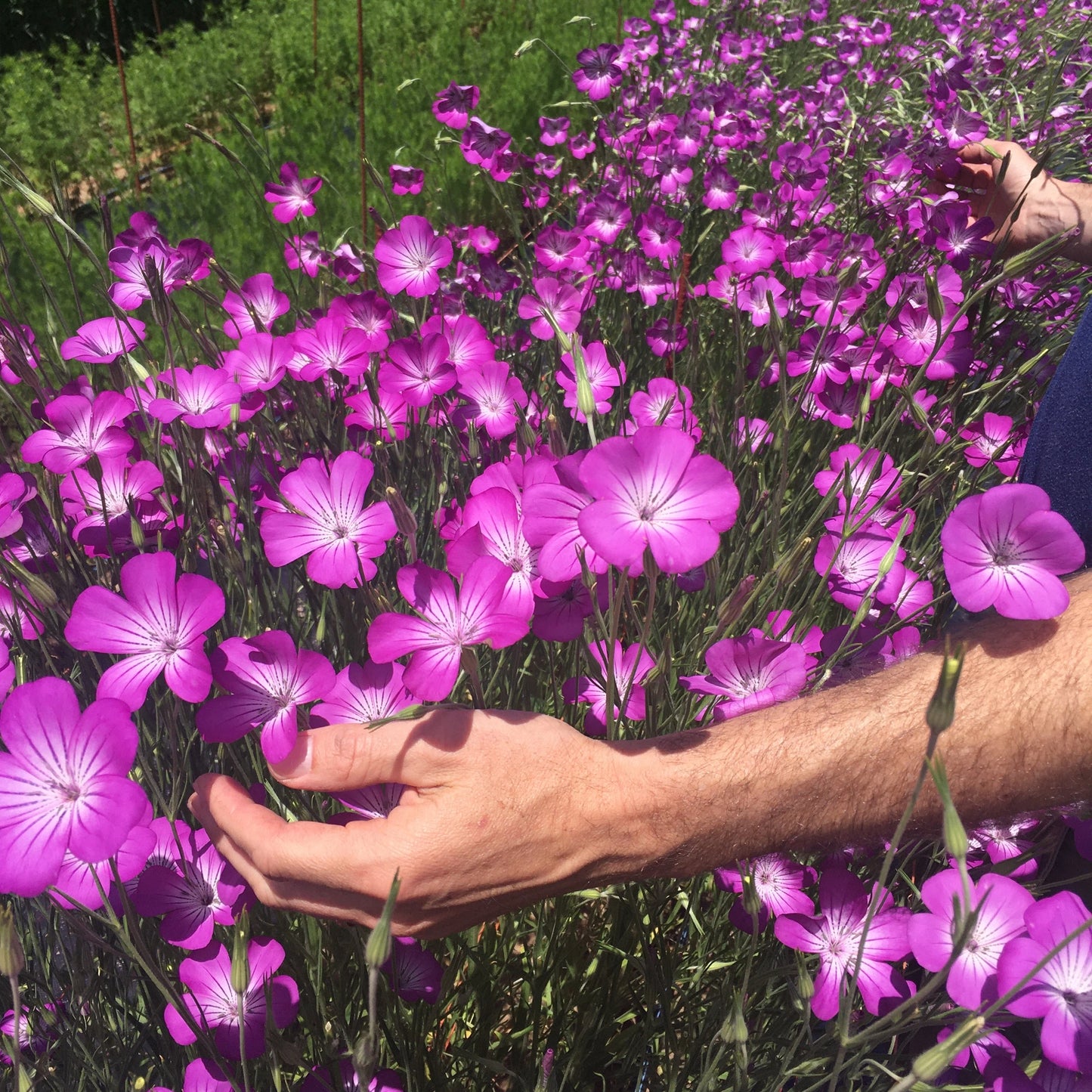 Semillas de flores de Agrostemma