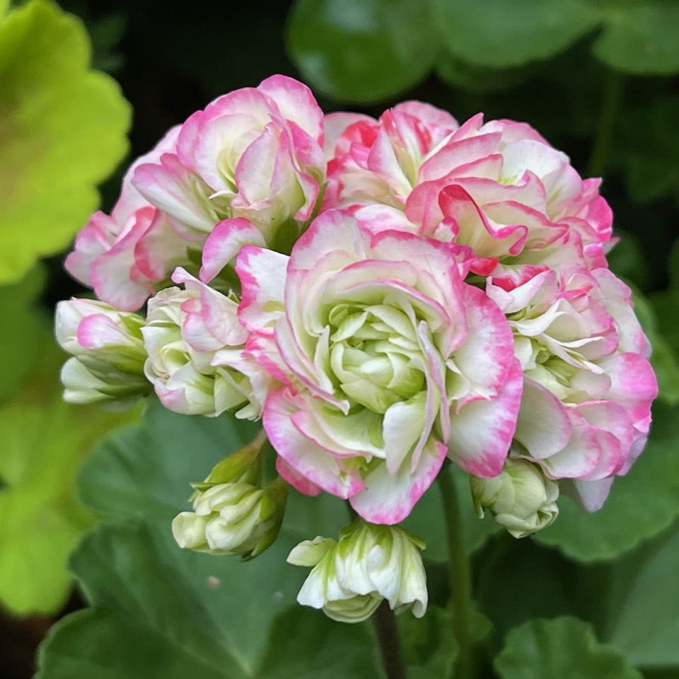 Geranium 'Apple Blossom' Flower Seeds