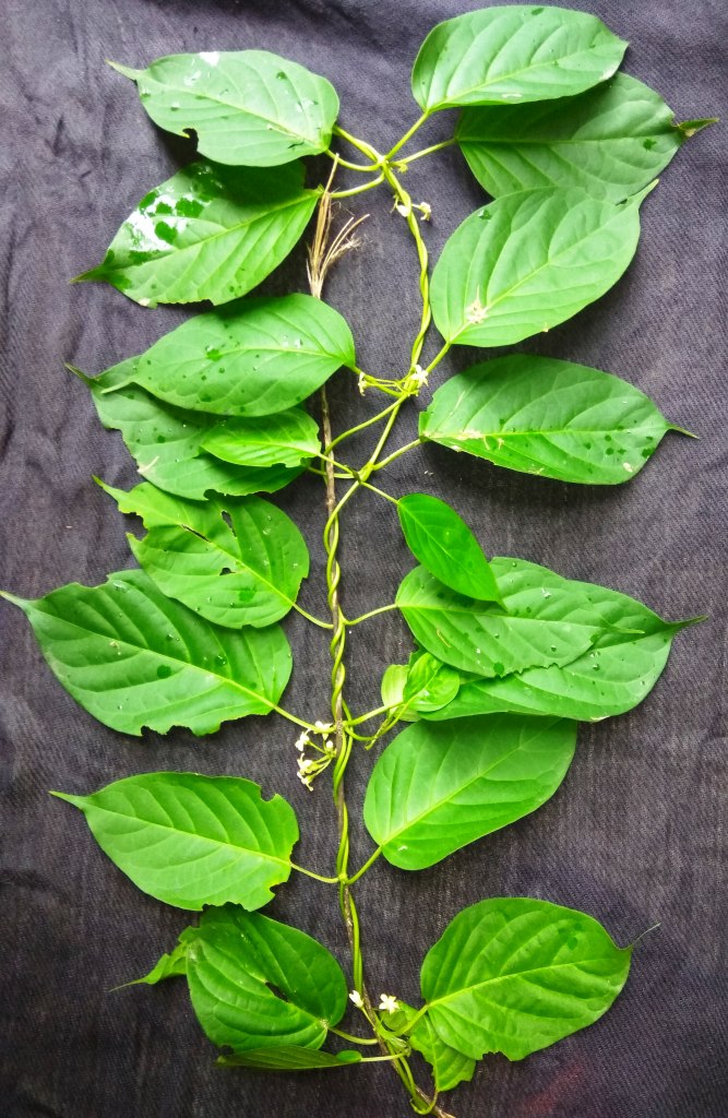 Gymnema Inodorum Flower seeds for Planting Fragrant Blossoms Heirloom & GMO Free Seeds for Home Garden
Sale for planting in home garden