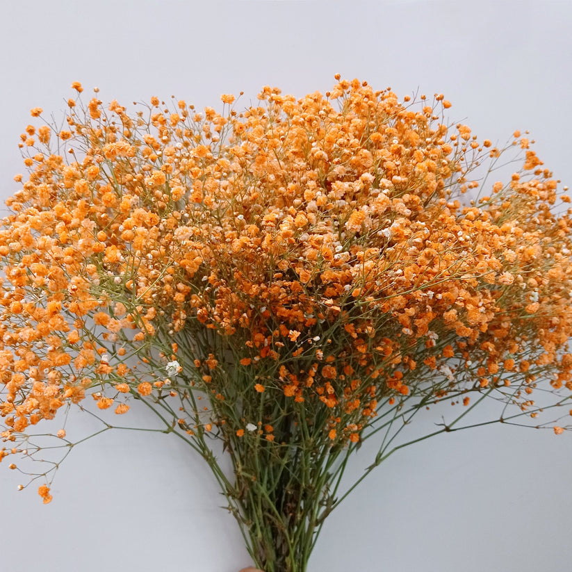 Gypsophila Flower seeds for Planting - Shade Tolerant, Heirloom & GMO Free Seeds for Home Garden
Sale for planting in home garden