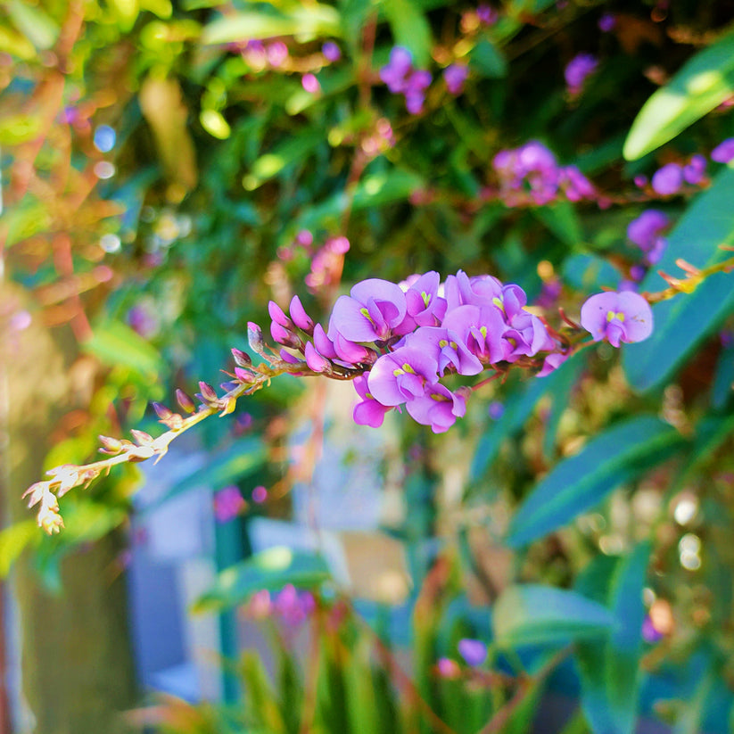 Hardenbergia Australian Sarsaparilla Flower Seeds