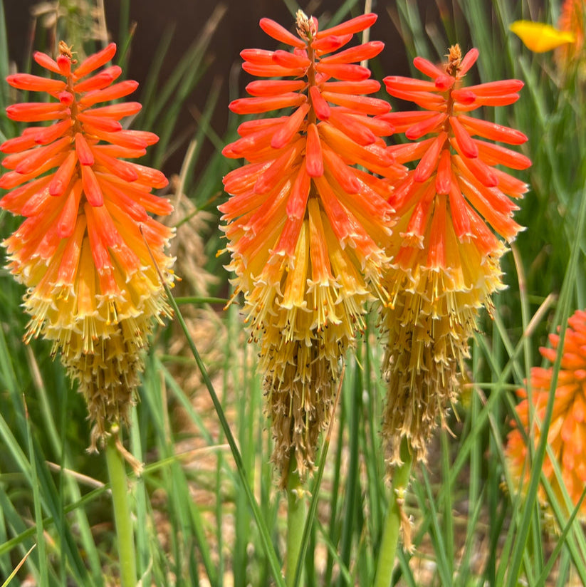 Semillas de flor de paleta de mango Kniphofia