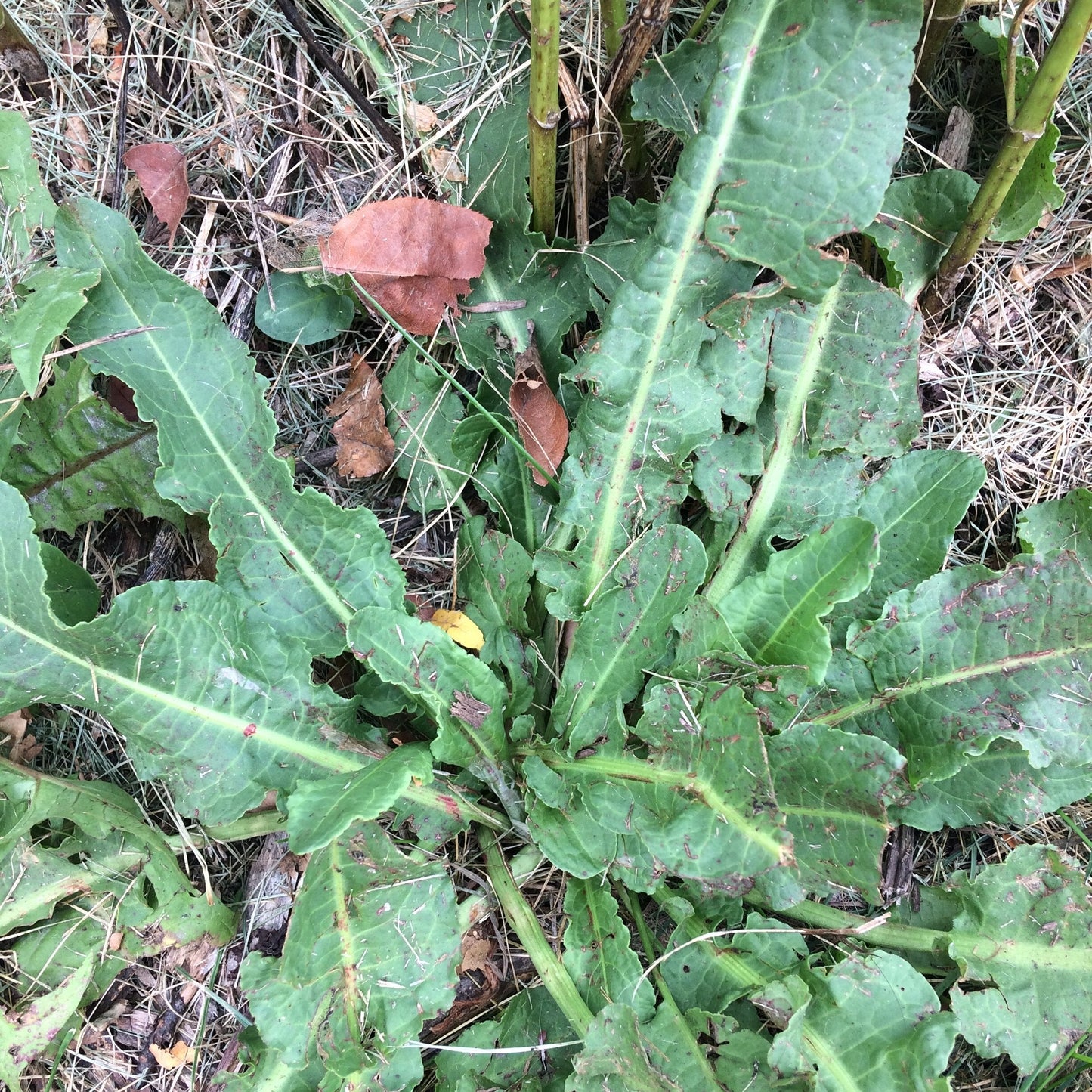 Curly Dock Rumex Crispus Herb Seeds for Planting – Heirloom, Non-GMO, Easy to Grow, Perennial