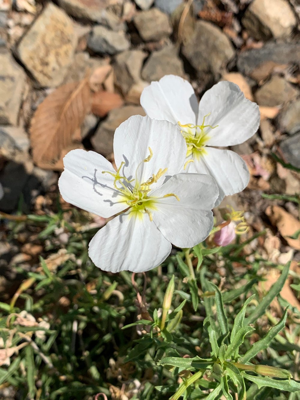 Pale Evening Primrose Flower Seeds
